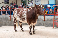 lot 6 Burnfoot Melody Ruth sold for 1900gns